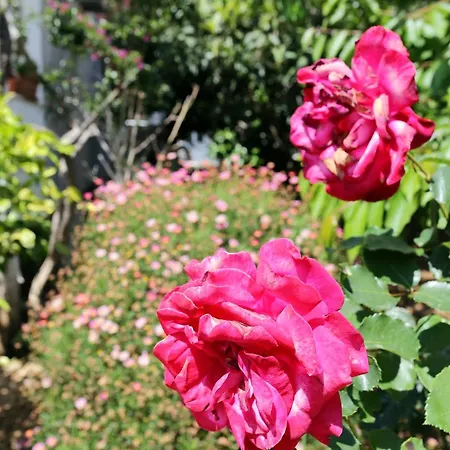 With Parking Space Orebic, Peljesac - 4527 Apartament Orebić