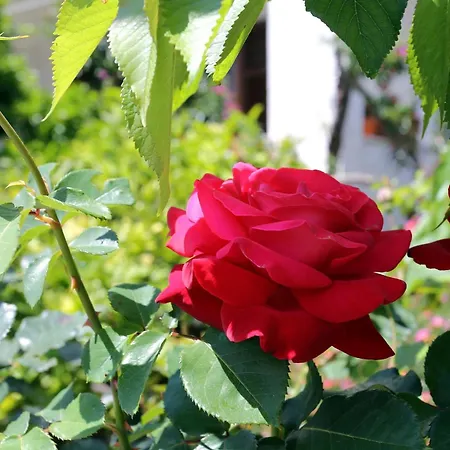 With Parking Space Orebic, Peljesac - 4527 شقة