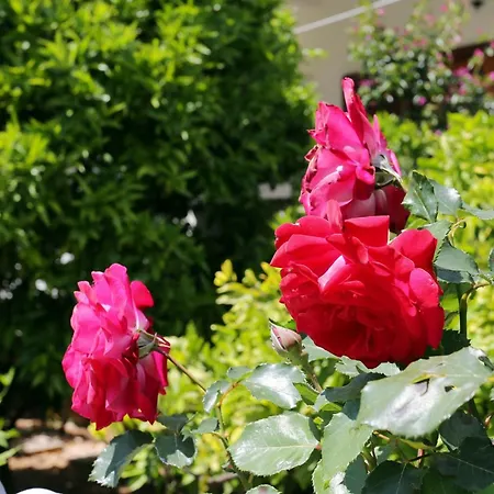 With Parking Space Orebic, Peljesac - 4527 アパート *